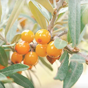 グレート・ビーンズとは？